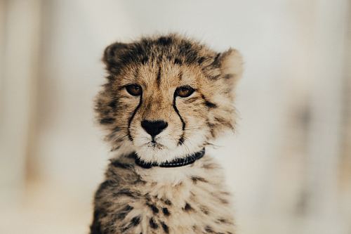 yellow and black cheetah